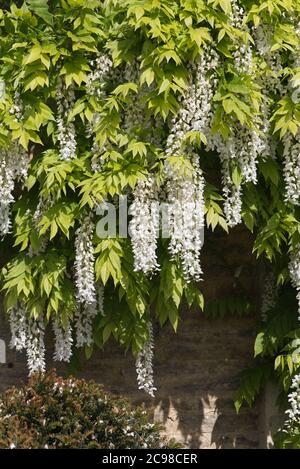 Bianca glicina giapponese, Wisteria floribunda Alba Foto Stock