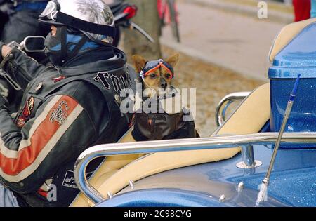 Italia, Lombardia, incontro di Moto, Dog indossare occhiali da sole su una motocicletta Foto Stock