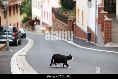 29 giugno 2020, Sassonia, Leisnig: Un gatto attraversa una strada. Come molte altre cittadine con radici medievali, Leisnig ha un alto grado di sovracostruzione. Adattare il centro storico densamente costruito alle esigenze della vita moderna è una grande sfida. Un tentativo potrebbe essere quello di distruggere parzialmente gli stretti cortili e convertirli in spazi verdi o giardini semipubblini. Foto: Jan Woitas/dpa-Zentralbild/ZB Foto Stock