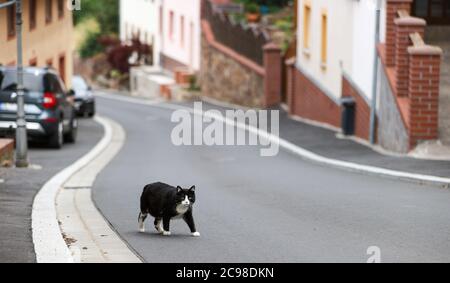 29 giugno 2020, Sassonia, Leisnig: Un gatto attraversa una strada. Come molte altre cittadine con radici medievali, Leisnig ha un alto grado di sovracostruzione. Adattare il centro storico densamente costruito alle esigenze della vita moderna è una grande sfida. Un tentativo potrebbe essere quello di distruggere parzialmente gli stretti cortili e convertirli in spazi verdi o giardini semipubblini. Foto: Jan Woitas/dpa-Zentralbild/ZB Foto Stock