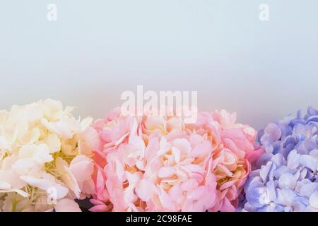 Idrangee bianche, rosa e viola su sfondo blu, spazio copia Foto Stock