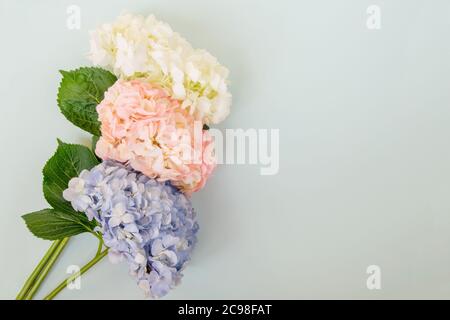 Idrangee bianche, rosa e viola su sfondo blu, spazio copia Foto Stock
