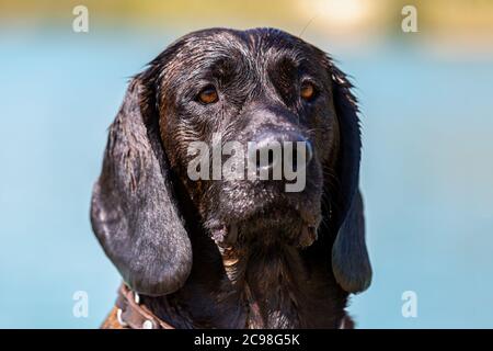 Ritratto di un cane hanovero in un lago Foto Stock