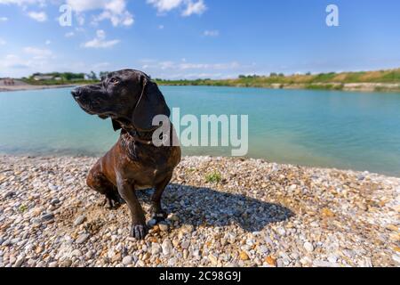 Ritratto di un cane hanovero in un lago Foto Stock