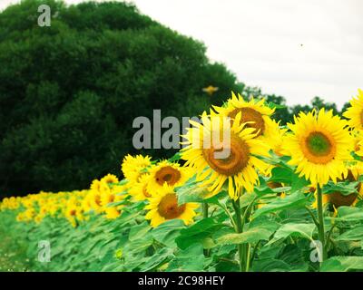 Magnifica foto di girasoli che ricordano la stagione estiva Foto Stock