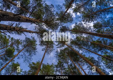 Affascinanti foreste di pini baltici ancinet nel Parco Nazionale di Aukstaitija, Lituania. Primo parco nazionale lituano. Foto Stock