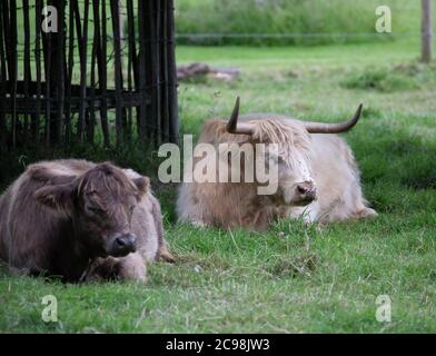 Bestiame delle Highland siedono sotto un albero per ombreggiare dal sole a Eynsford, Kent. Foto Stock