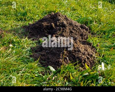 Due colline mole in un giardino su un prato erboso. Foto Stock