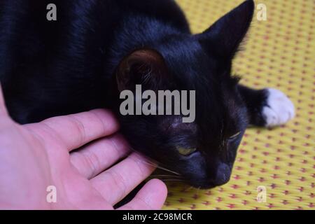 gatto nero godendo un po 'di graffio sotto il mento. Foto Stock