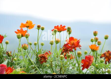 Fiori di paglia nella nebbia Foto Stock