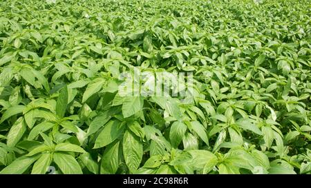 Foglie fresche di pianta di iuta. Coltivazione della iuta in Bangladesh. La iuta viene estratta dalla corteccia della pianta di iuta bianca (Corchorus capsularis) e ad una lesse Foto Stock