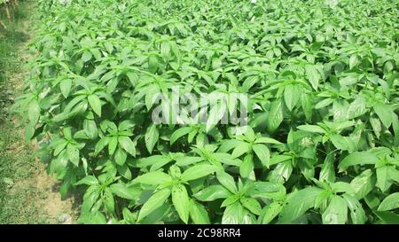 Foglie fresche di pianta di iuta. Coltivazione della iuta in Bangladesh. La iuta viene estratta dalla corteccia della pianta di iuta bianca (Corchorus capsularis) e ad una lesse Foto Stock