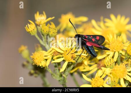 Cinque-spot Burnett Moth nutrire su Ragwort Foto Stock