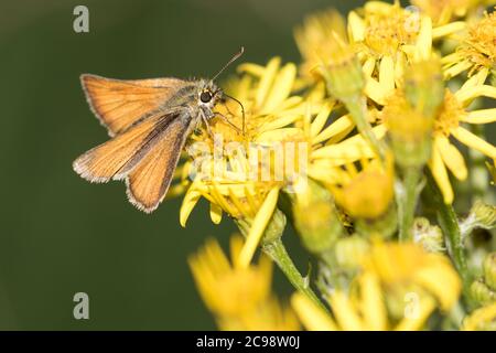 Piccolo skipper farfalla di alimentazione su Ragwort Foto Stock