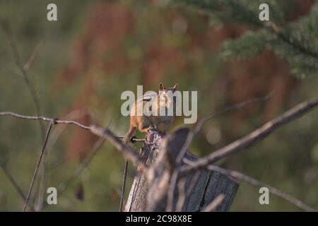 chipmunk seduto sul recinto guardando la telecamera Foto Stock