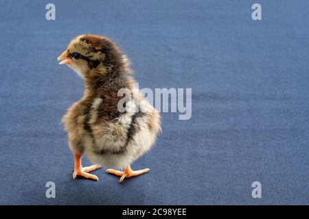 Baby Mini Wyandotte pulcino su coperchio del tavolo in tessuto blu. Foto Stock