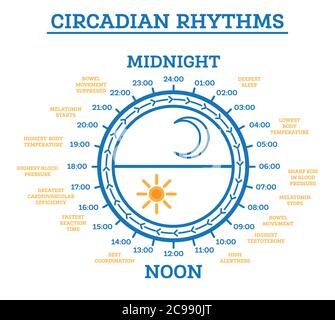 Ritmo circadiano. Illustrazione vettoriale. Schema del ciclo di riattivazione dello stato di stop. Elementi infografici. L'esposizione alla luce solare su regola la produzione di Ormoni. Illustrazione Vettoriale