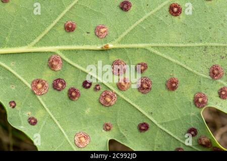 Le galline a groviglio comuni sul lato inferiore di una foglia di quercia causata dalla vespa, Neuropterus quercusbaccarum, UK, fine estate Foto Stock