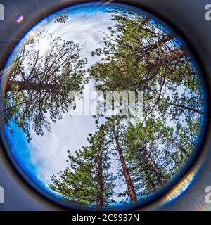 Guardando dritto verso il cielo attraverso alberi di pino, vista fisheye circolare. Foto Stock