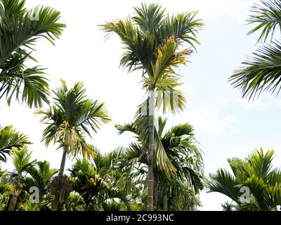 La parte superiore di un albero di noci areca o betel contro il cielo, vista ad angolo basso Foto Stock