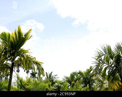 La parte superiore di un albero di noci areca o betel contro il cielo, vista ad angolo basso Foto Stock