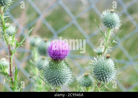 fiore viola e boccioli spinosi di un tistolo comune, cirsium vulgare Foto Stock