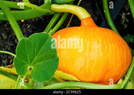 Lussureggiante crescita di zucca arancione nel giardino sul cortile. Raccolta stagionale e agricoltura. Verdure crude Foto Stock