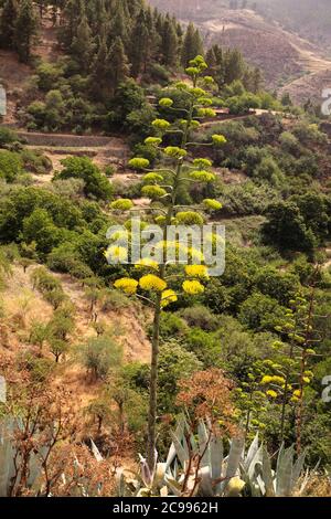 Flora di Gran Canaria - formazione di punta fiorente di Agave americana, pianta di sentinella, intodotto e invasivo speciale sfondo floreale naturale Foto Stock