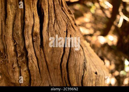 Vecchio sfondo di legno con crepe. Fetta da un albero vecchio tessuto di legno intemperie. Foto Stock