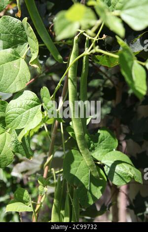 Runner Beans "Moonlight" sulla coltivazione della vite in un'assegnazione del giardino nel Regno Unito in un giorno di sole, il 2020 luglio Foto Stock