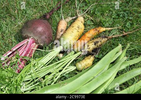 Una selezione di verdure coltivate in erba, selezionate di fresco nel Regno Unito, il 2020 luglio Foto Stock