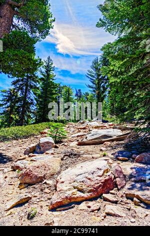 Sentiero roccioso che conduce attraverso la foresta. Foto Stock