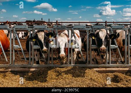 Holstein Frisone diario vacche in libero stallo aperto Foto Stock