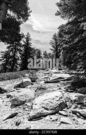 Sentiero roccioso che conduce attraverso la foresta. Foto Stock