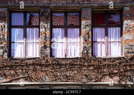Tre finestre con cortina rosa incorniciata da un muro di mattoni Con Dead Woodbines Foto Stock