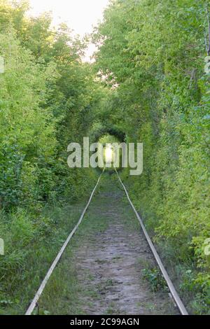 Il Tunnel dell'Amore. Meraviglie della natura. Arco naturale formato da alberi intrecciati sopra una ferrovia. Arco di tunnel verde di alberi nella foresta Foto Stock