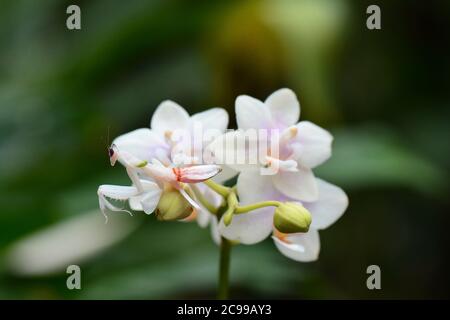 Un Orchidea Mantis su un'orchidea Foto Stock