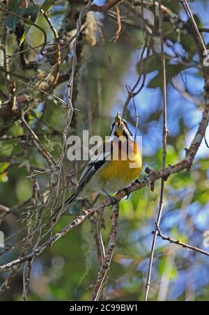 Hispaniolan Spindalis (Spindalis dominicensis) maschio adulto appollaiato su alimentazione di ramoscello sulla frutta (specie endemica) Bahoruco Montagne NP, Repubblica Dominicana Foto Stock