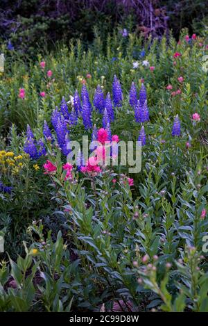 Fiori selvatici di alta montagna. Il Bacino Albion in alta, Utah, USA è rinomato in tutto il mondo per la sua magnifica esposizione di fiori selvatici. 8000'+ in elevazione. Foto Stock