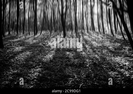 molti alberi giovani che gettano ombre, movimenti sfocati nelle cime degli alberi, fotografia astratta, bianco e nero Foto Stock