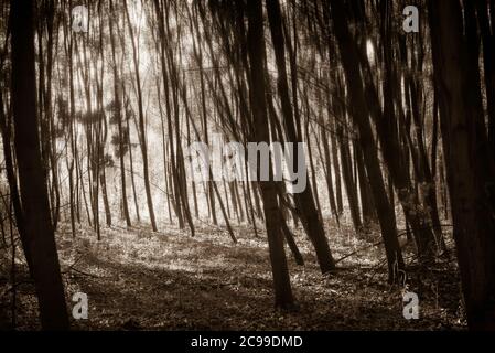 molti alberi giovani che gettano ombre, movimenti sfocati nelle cime degli alberi, fotografia astratta, bianco e nero Foto Stock