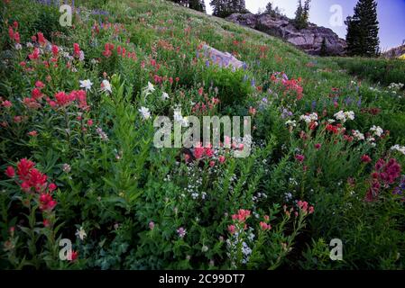 Fiori selvatici di alta montagna. Il Bacino Albion in alta, Utah, USA è rinomato in tutto il mondo per la sua magnifica esposizione di fiori selvatici. 8000'+ in elevazione. Foto Stock