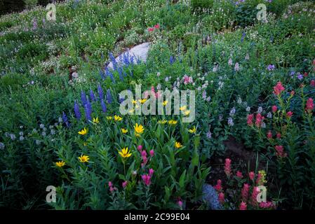 Fiori selvatici di alta montagna. Il Bacino Albion in alta, Utah, USA è rinomato in tutto il mondo per la sua magnifica esposizione di fiori selvatici. 8000'+ in elevazione. Foto Stock