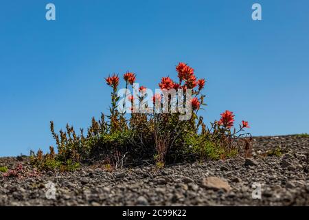 Indian Paintbrush, Castilleja spp., sopra lo Spirit Lake nel Mount St. Helens National Volcanic Monument, Gifford Pinchot National Forest, Washington Stat Foto Stock