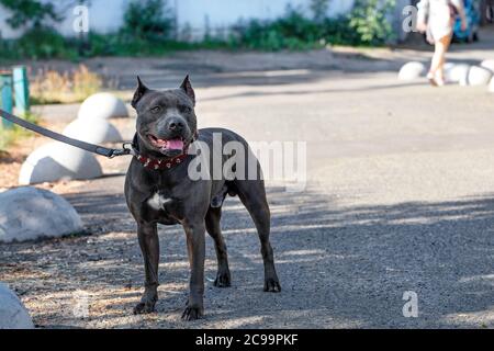 Bel ritratto e robusta costruzione di un nero Staffordshire Bull Terrier con un collare rosso a piedi lungo una strada della città. Foto Stock