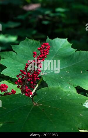 Devil's Club, Oplopanax horridus, con le sue bacche rosse brillanti nella Gifford Pinchot National Forest, Washington state, USA Foto Stock