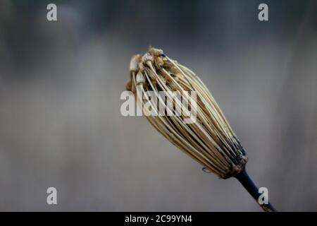 Primo piano di Ammi visnaga comunemente noto come dentifricio-pianta su uno sfondo sfocato Foto Stock