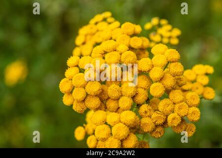 Un grappolo di tansy giallo noto anche come Tanacetum vulgare Foto Stock