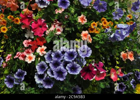 Windowbox pieno di piante fiorite colorate tra cui petunia viola a metà estate. Foto Stock
