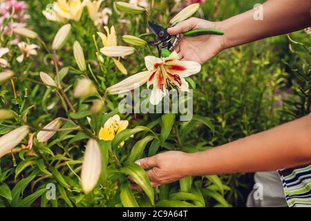 Donna che tiene fresco fiore di giglio in giardino. Giardiniere che si prende cura di gigli. Il concetto di hobby di giardinaggio Foto Stock
